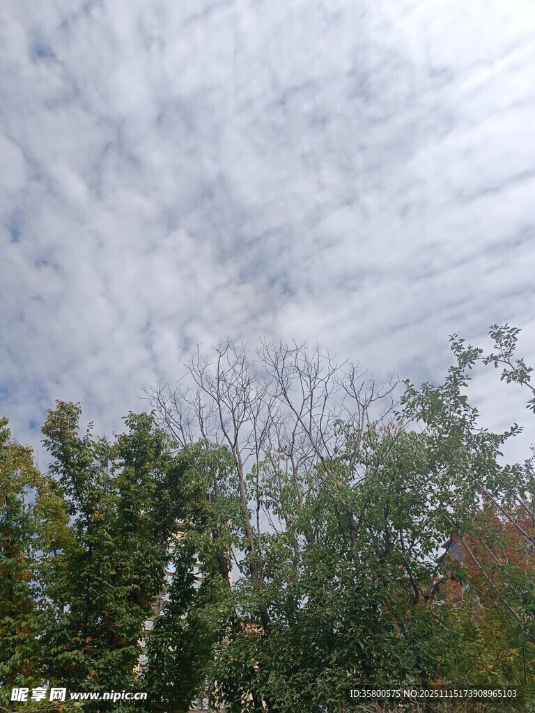 天空下的树木与云层