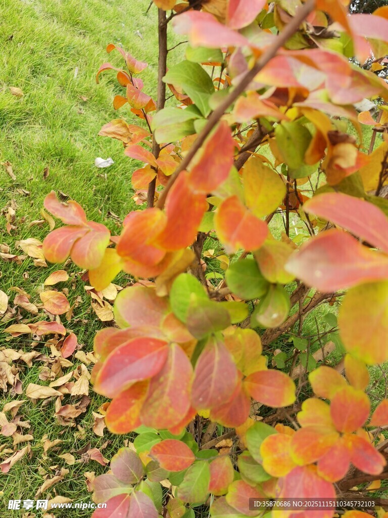 秋日多彩枝叶特写