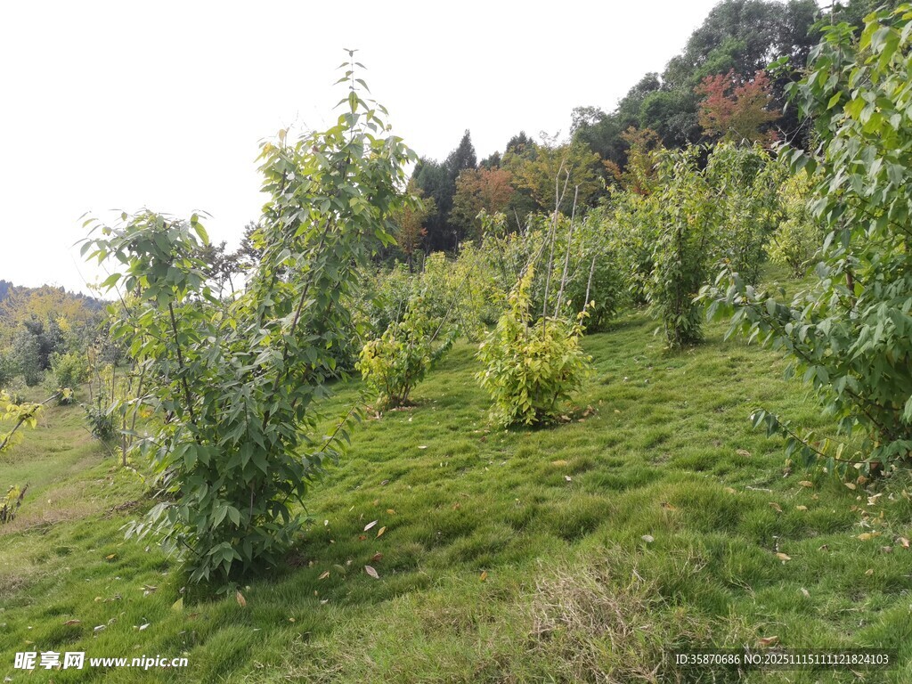 山坡上的绿树与草地