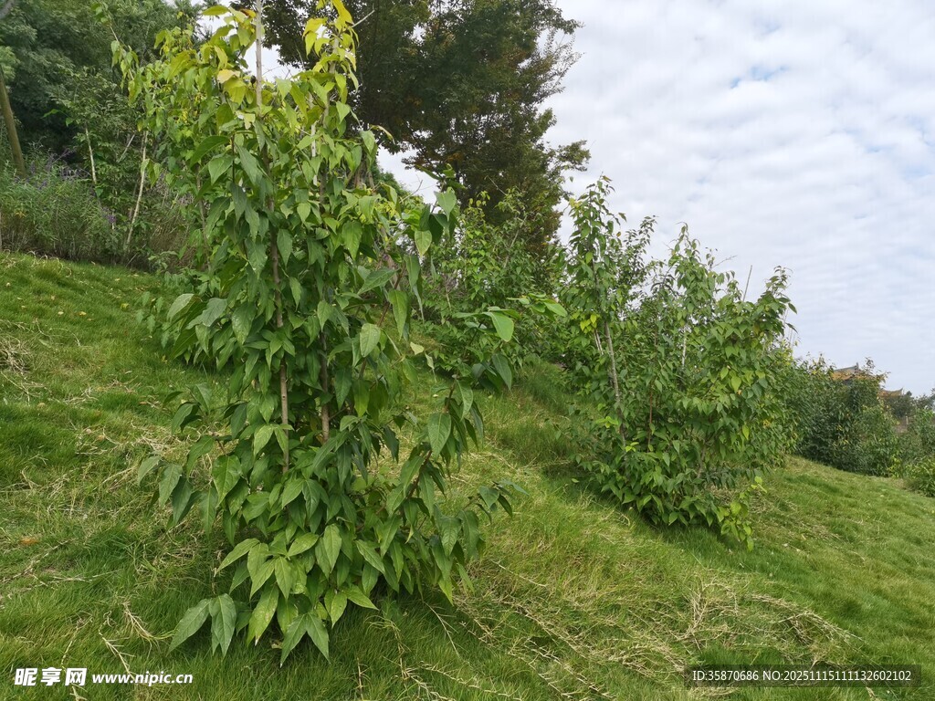 野外绿植生机勃勃的画面
