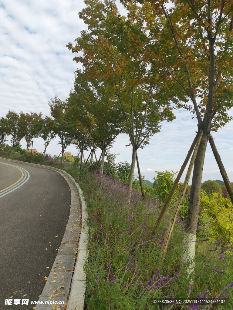 蜿蜒路旁绿树成荫景致美