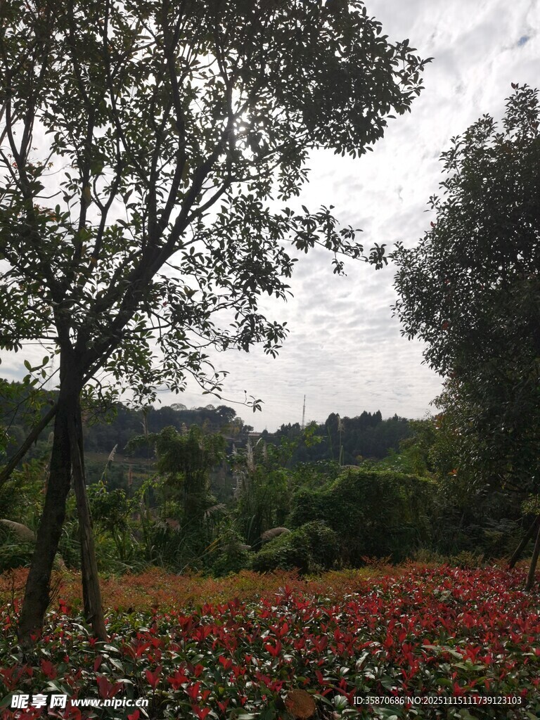 花海绿树间的自然景致