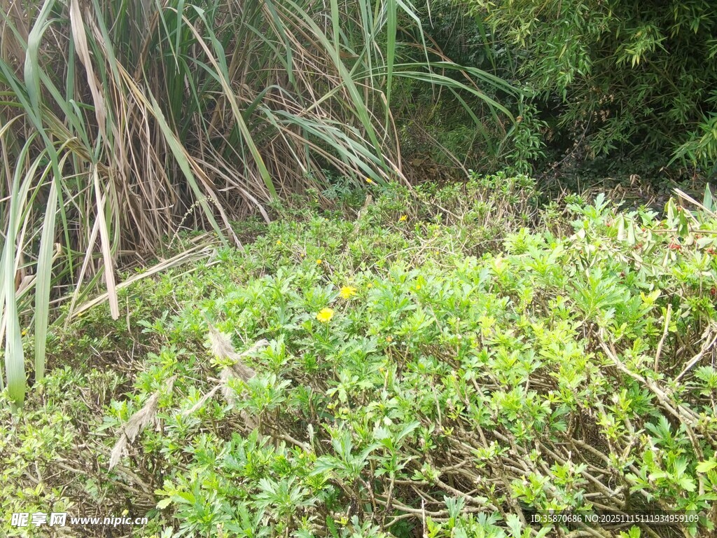 绿意盎然的草丛景观