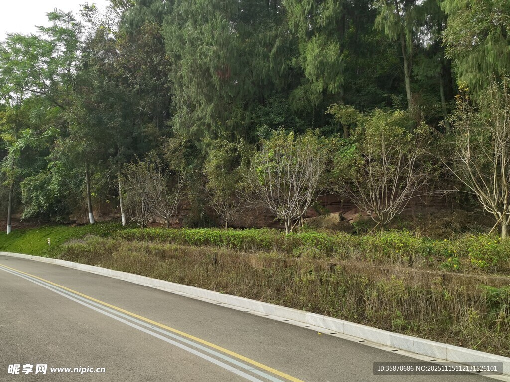 林间公路自然清新景致