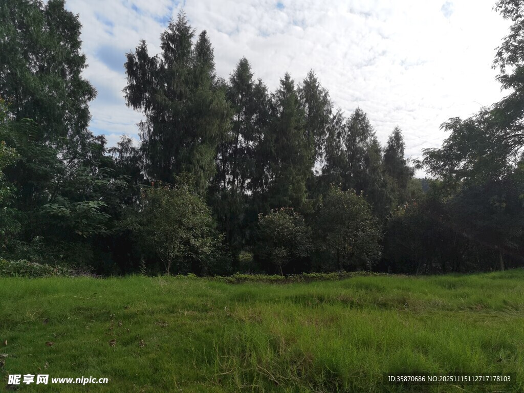 绿意盎然的森林草地景观