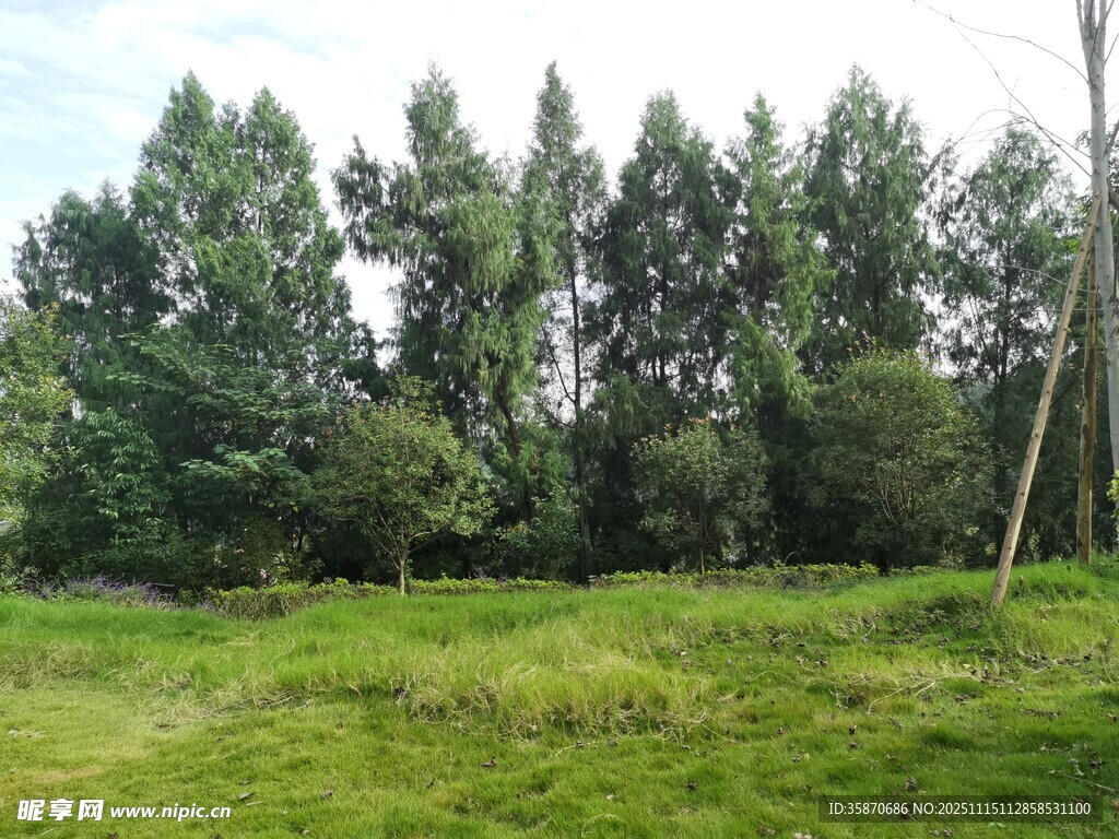 绿意盎然的草地与树林