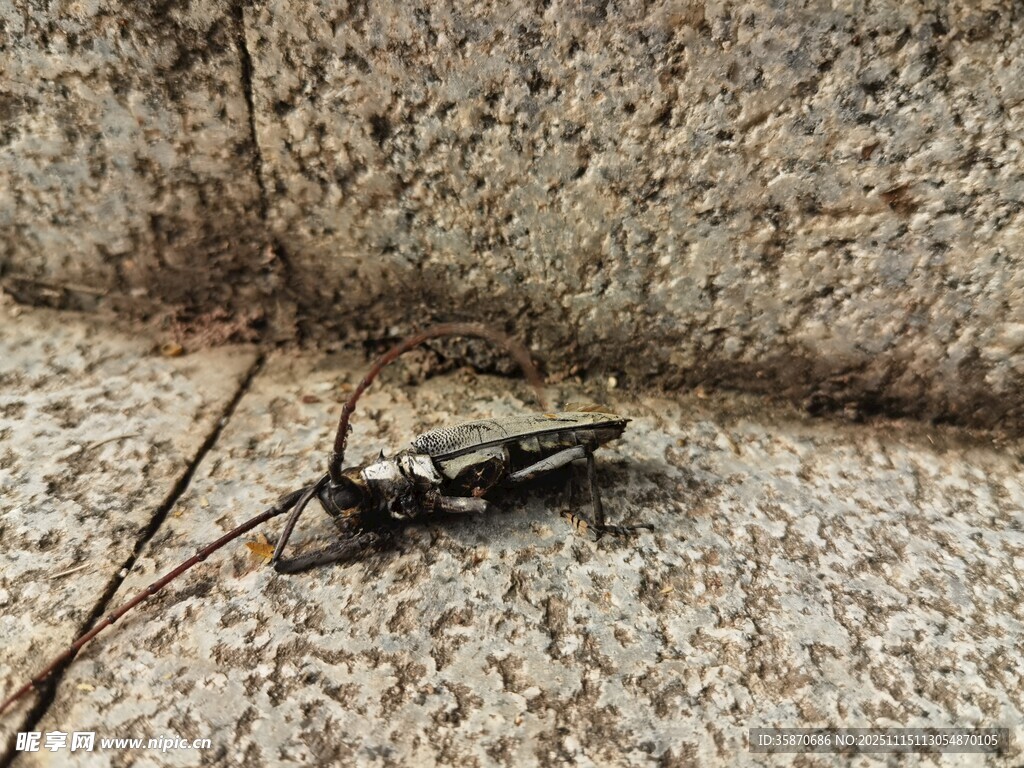 石缝中的黑色昆虫