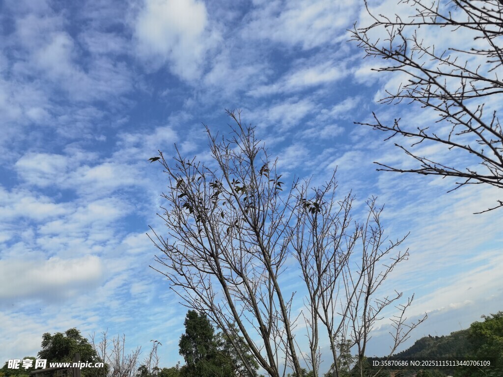 蓝天白云下的枯树风景