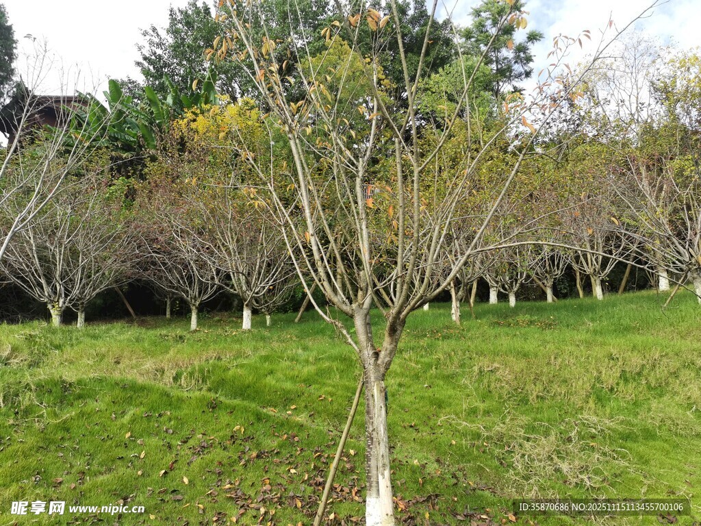 草地旁的树木景观