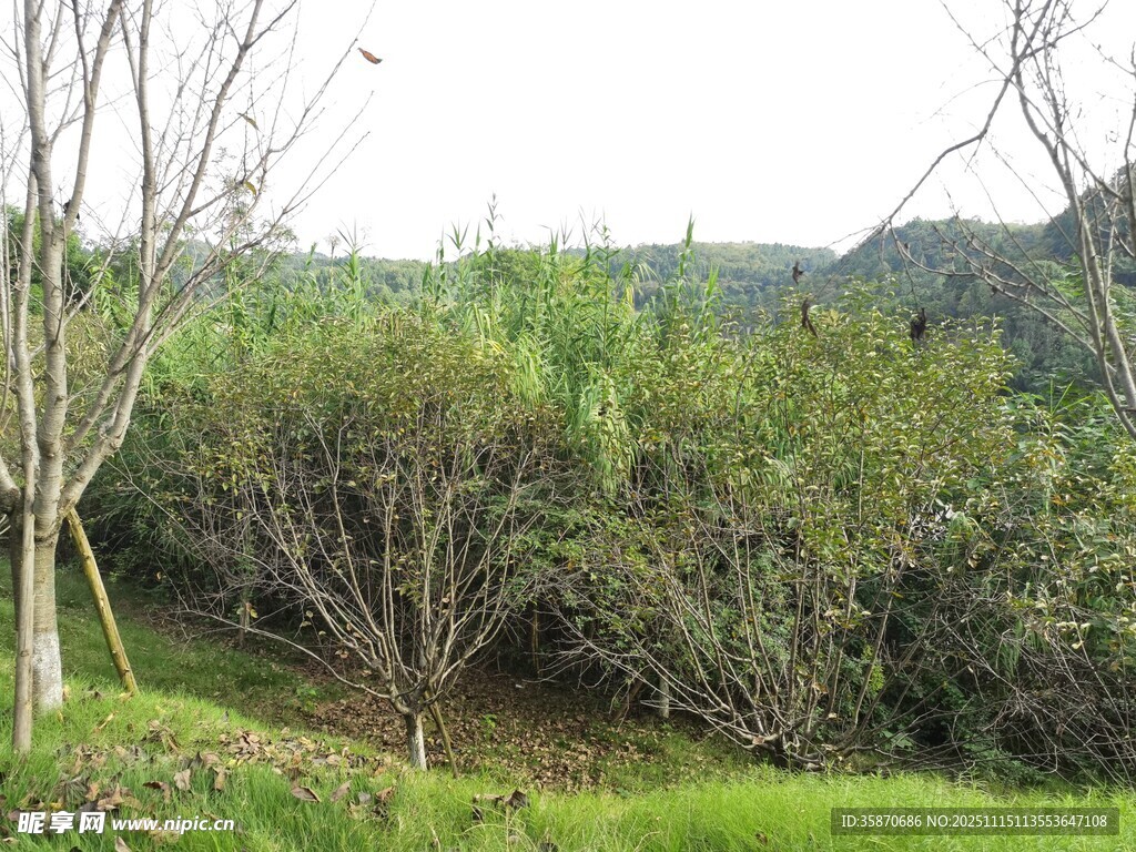 绿意盎然的自然树林景观