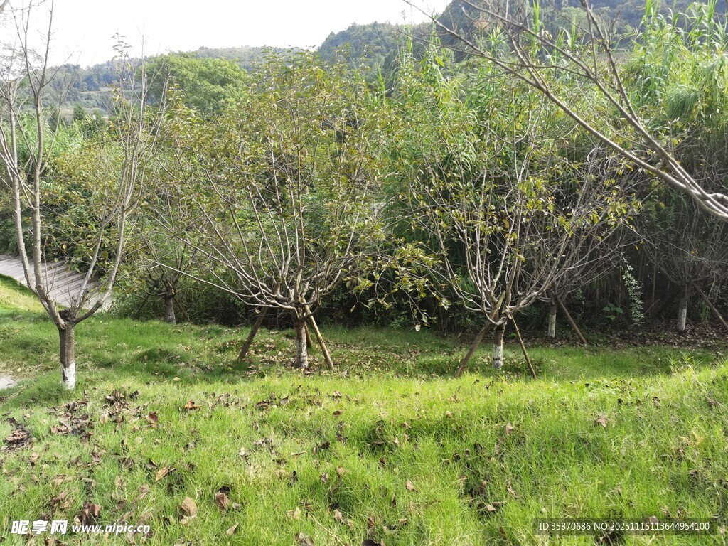 绿意盎然的果园景象