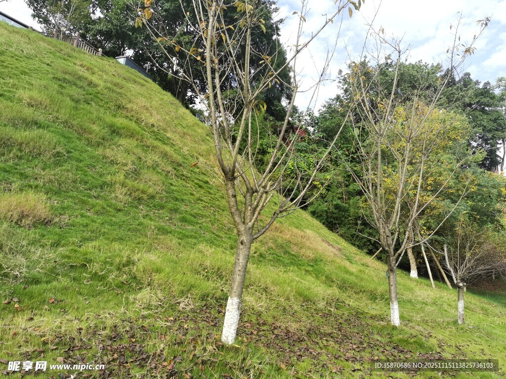 山坡上的树苗景观