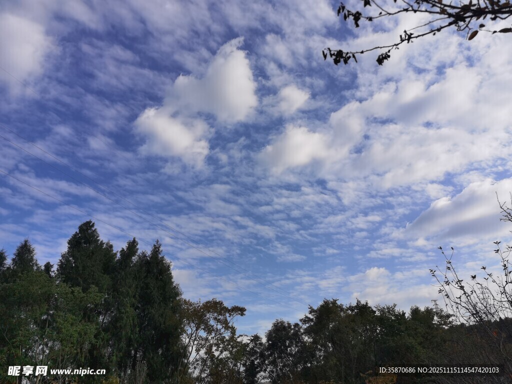 蓝天白云下的葱郁树林