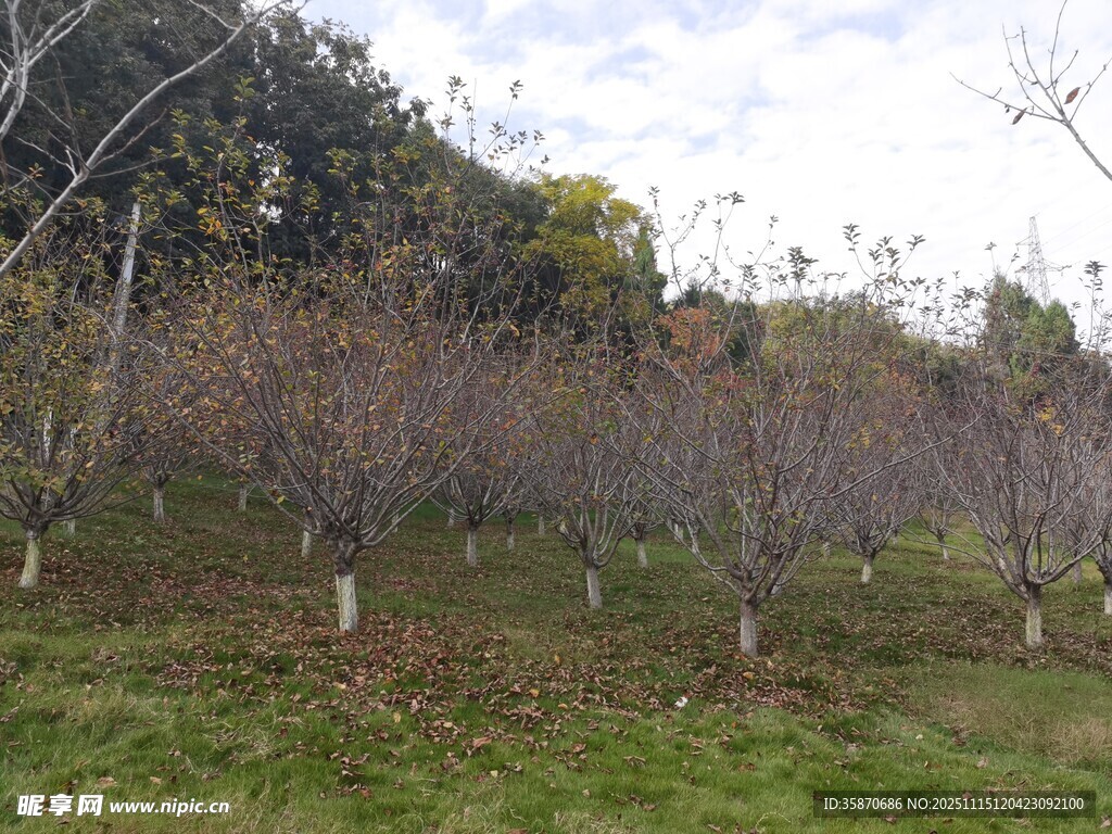 秋日果园果树整齐排列