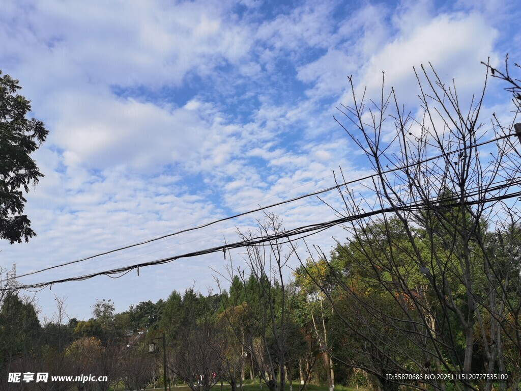 蓝天白云下的林间电线