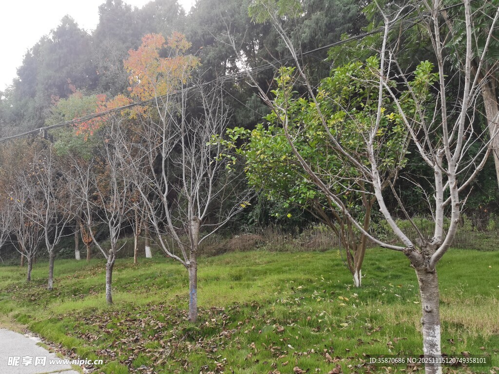 秋日林间小道旁的树木