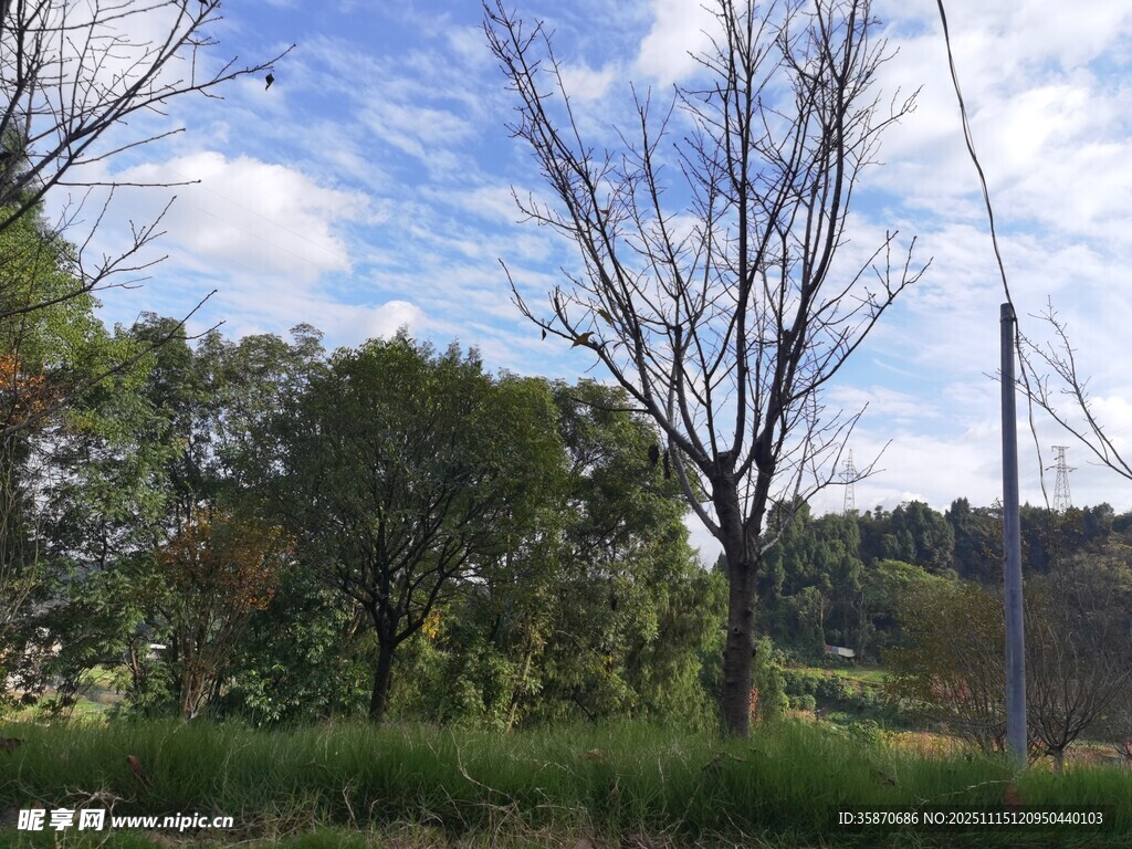 郊外萧瑟树木与蓝天白云