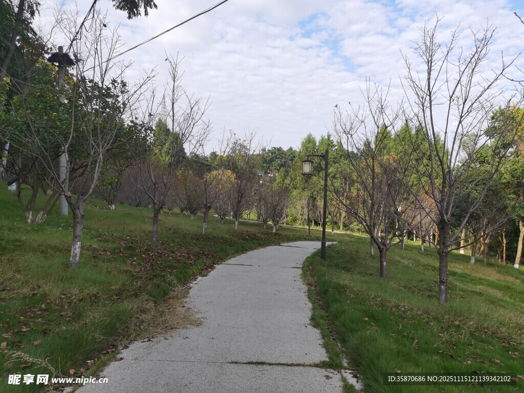 林间小径绿意盎然的景致