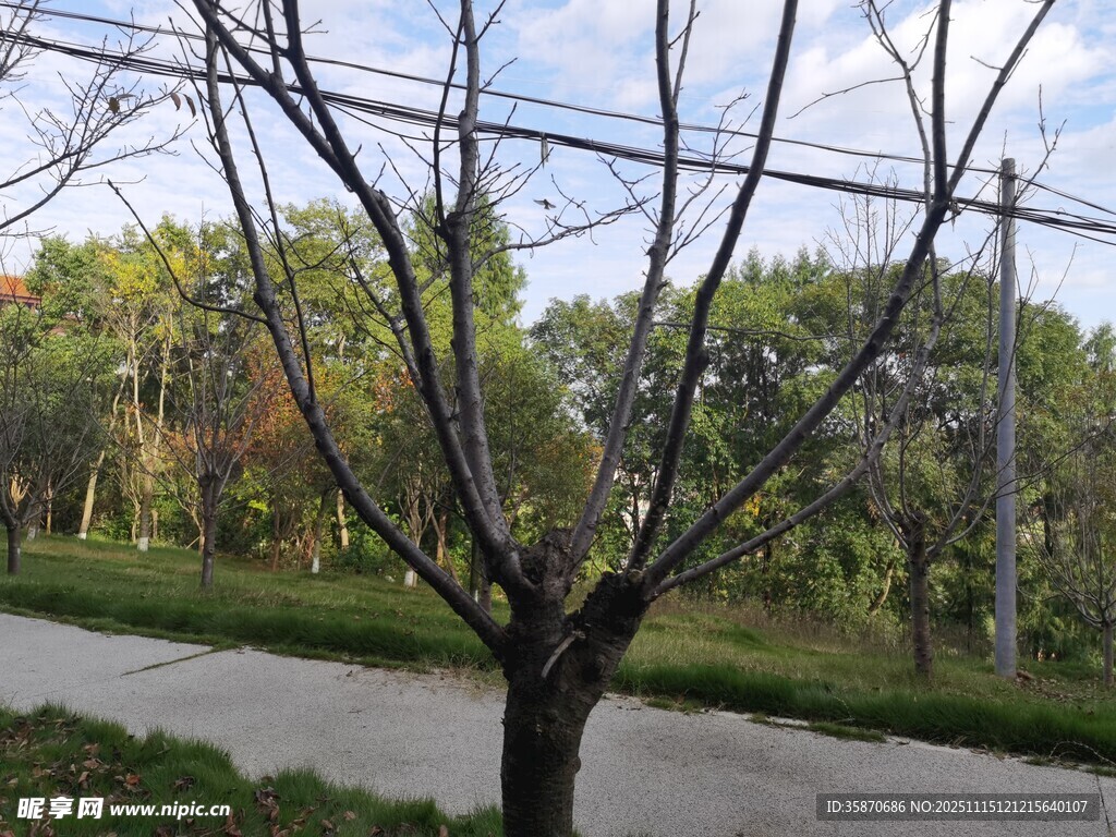 路边光秃树木与远处绿意