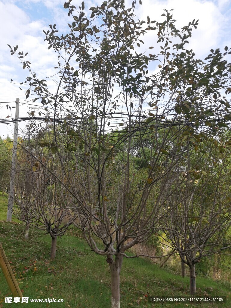 山坡上的树木景观