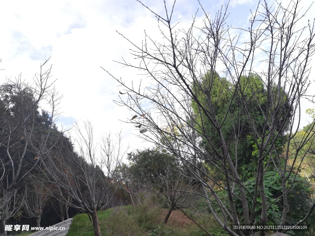 林间小道自然绿意景致