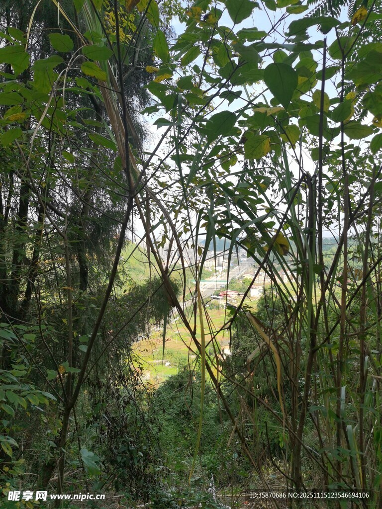 林间光影绿意盎然的小径