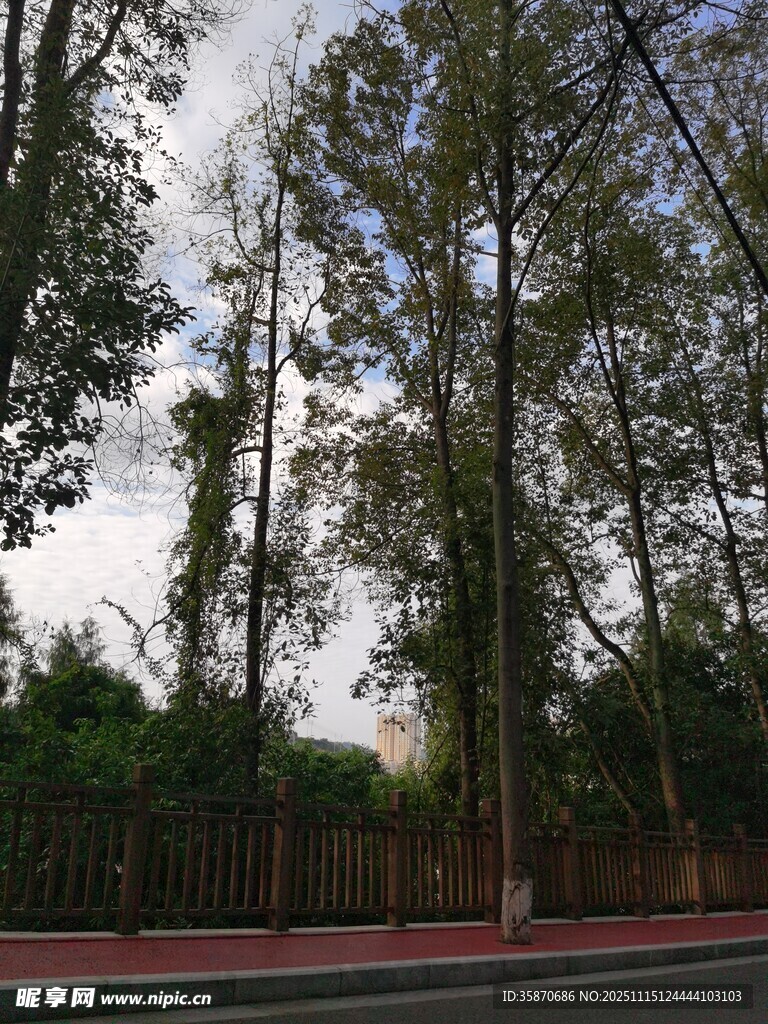 道路旁高大挺拔的树木