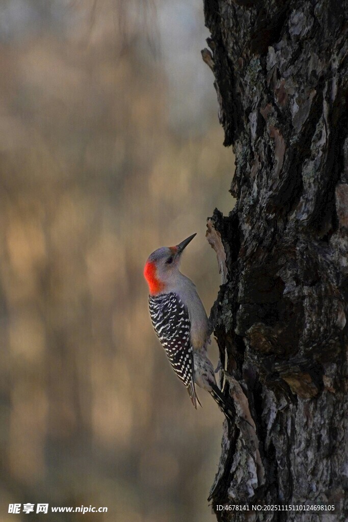 啄木鸟树干啄食瞬间