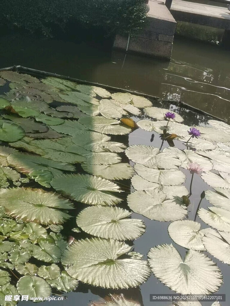 池塘中的睡莲与荷叶