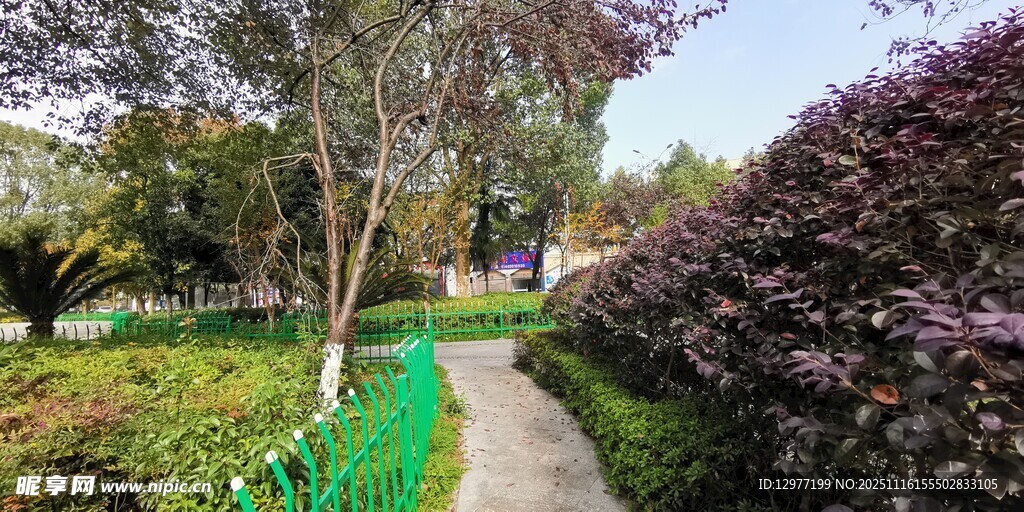 林间幽径 绿意盎然的景致