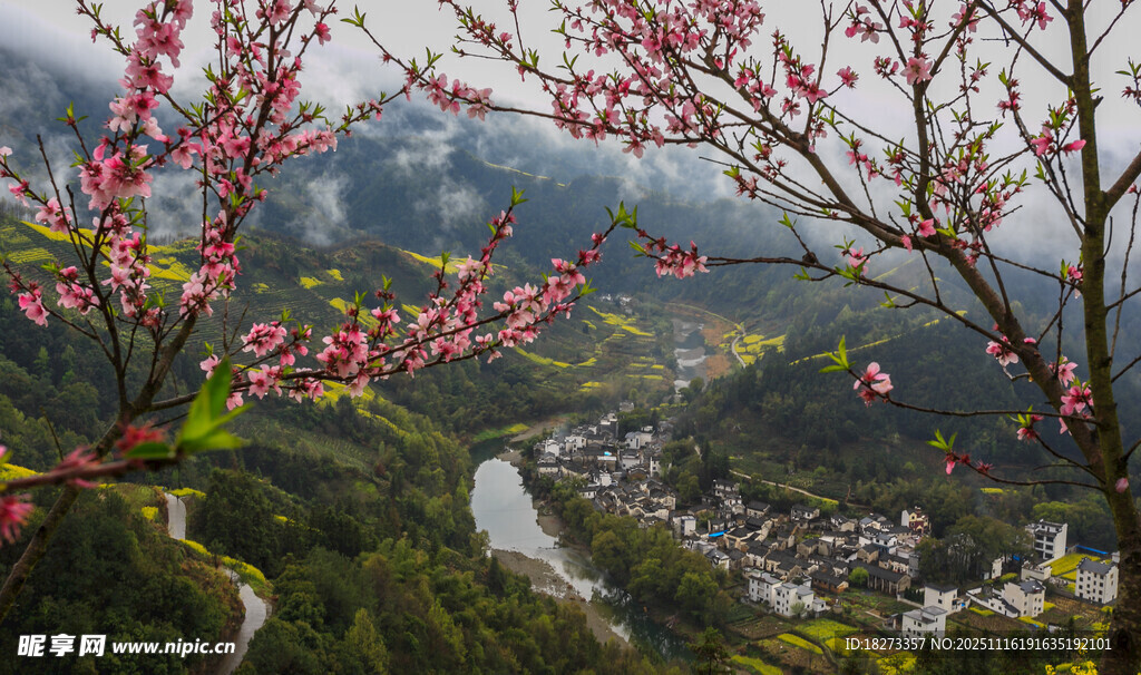 山间烂漫桃花与村落美景