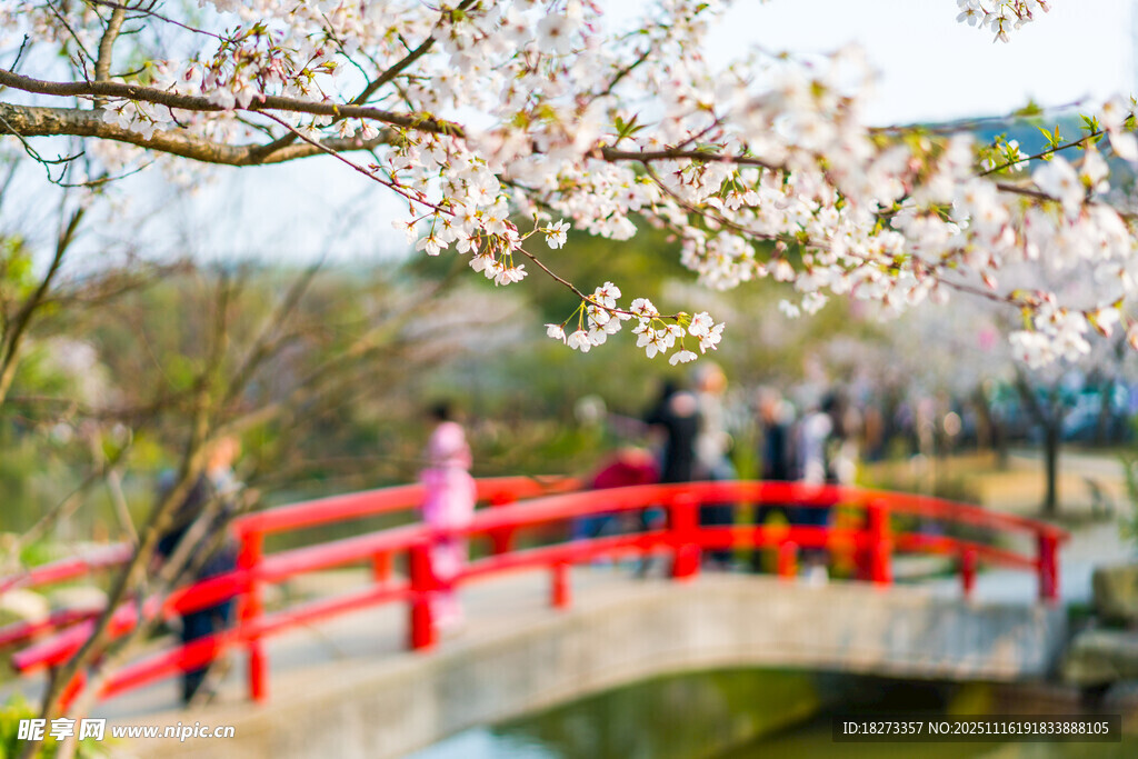 春日红桥赏樱的美好场景