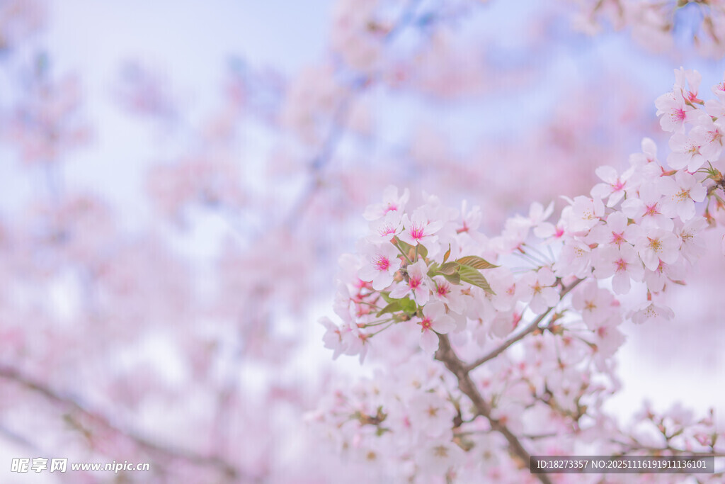 烂漫樱花绽放枝头