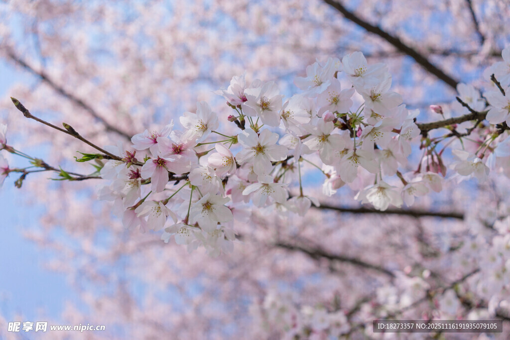 枝头烂漫樱花绽放