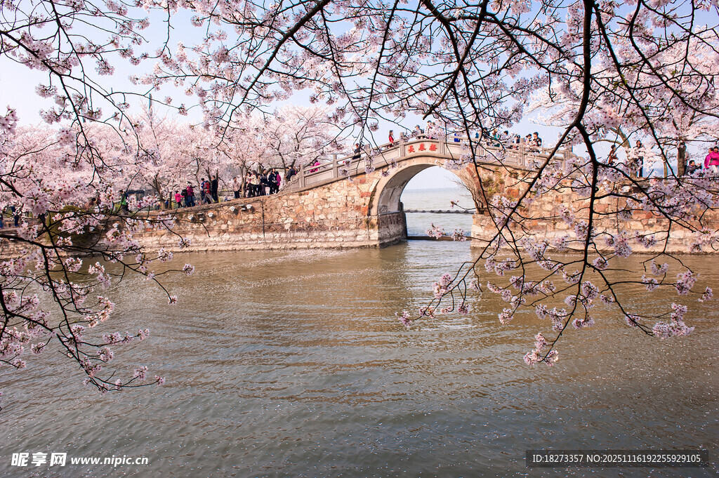 春日拱桥下的烂漫樱花景