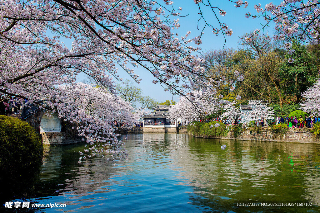 河畔烂漫樱花绽放美景