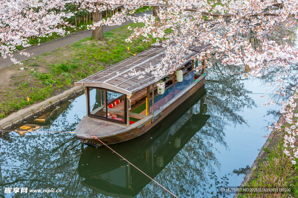 春日游船赏烂漫樱花