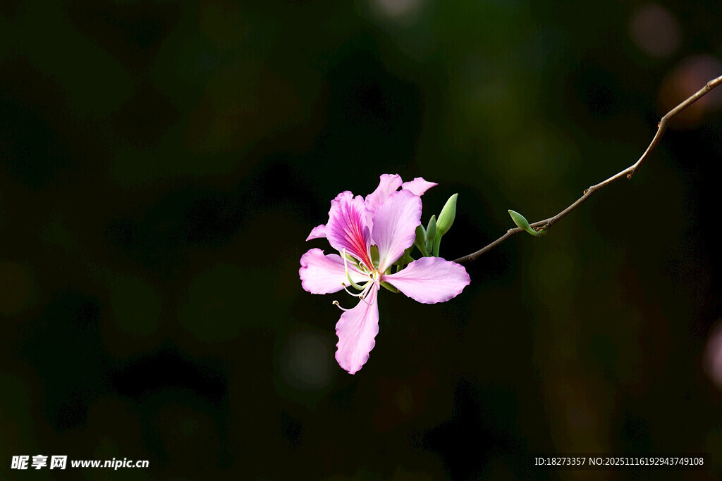 一枝独秀的粉色娇艳小花