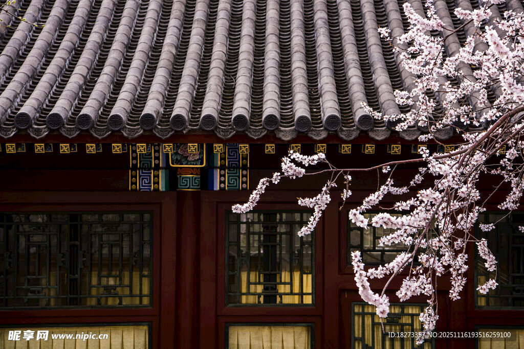 古建前绽放的烂漫樱花