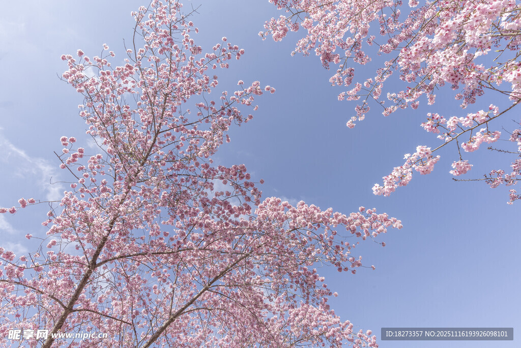 蓝天映衬下的粉嫩樱花