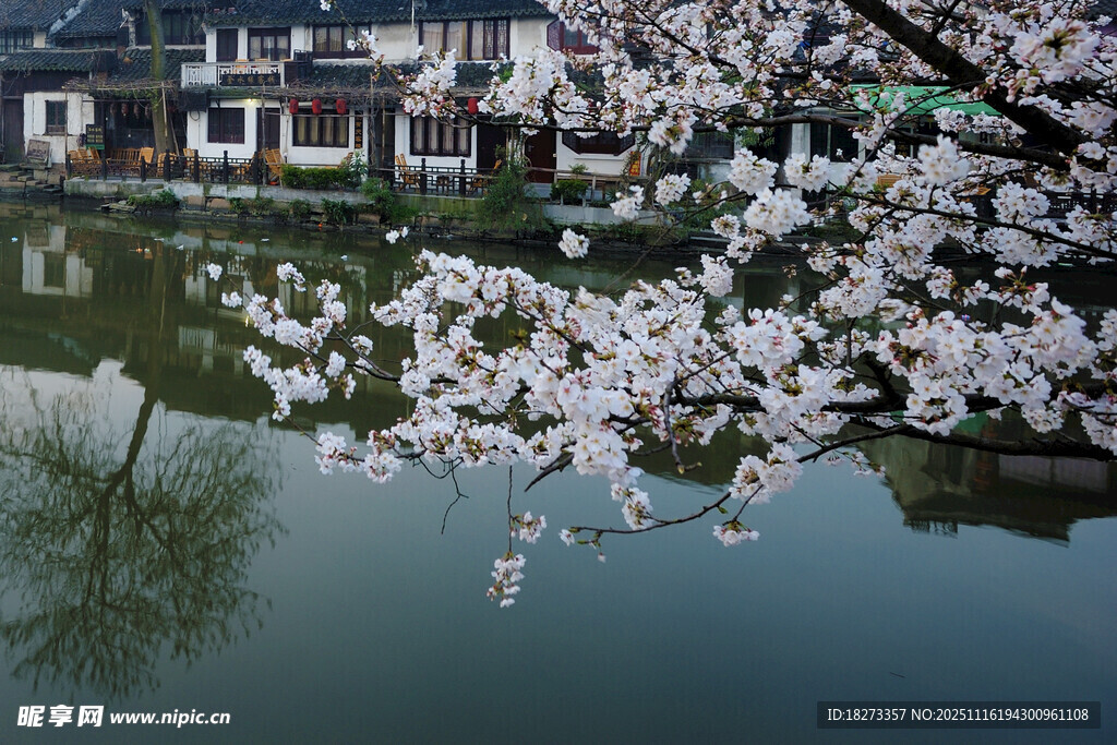 江南水乡樱花临水美景