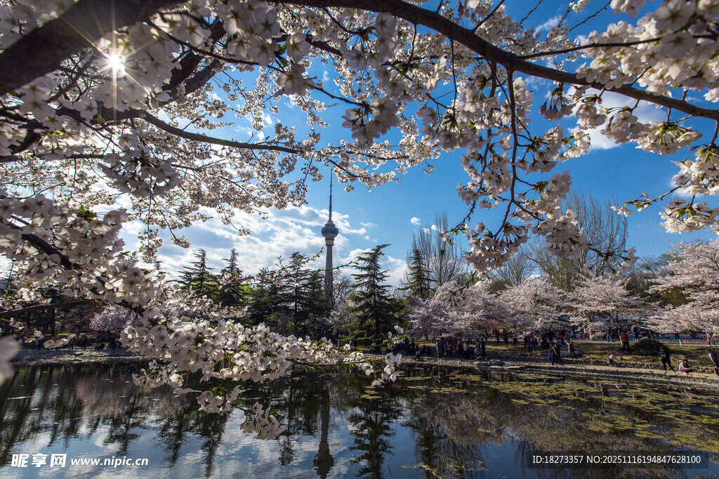 湖畔烂漫樱花绽放美景