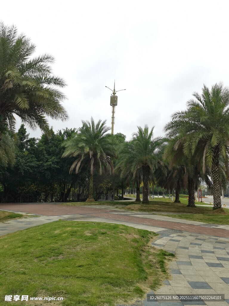 公园中的棕榈树与步道