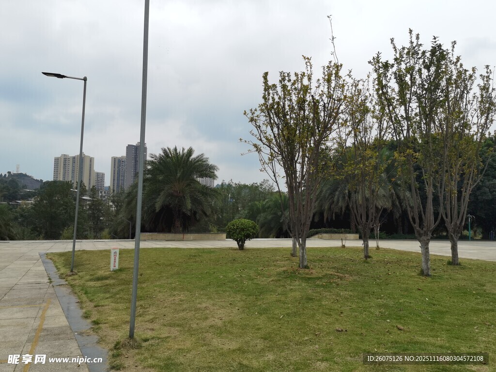 城市公园中的绿树草地