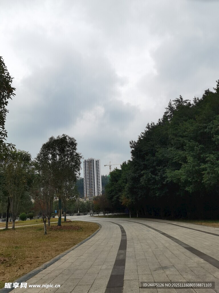 城市林间的静谧道路