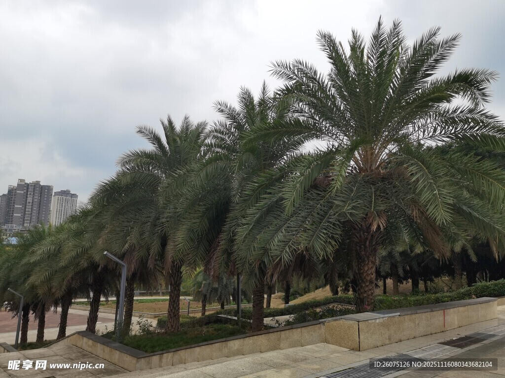 街道旁的高大棕榈树景观