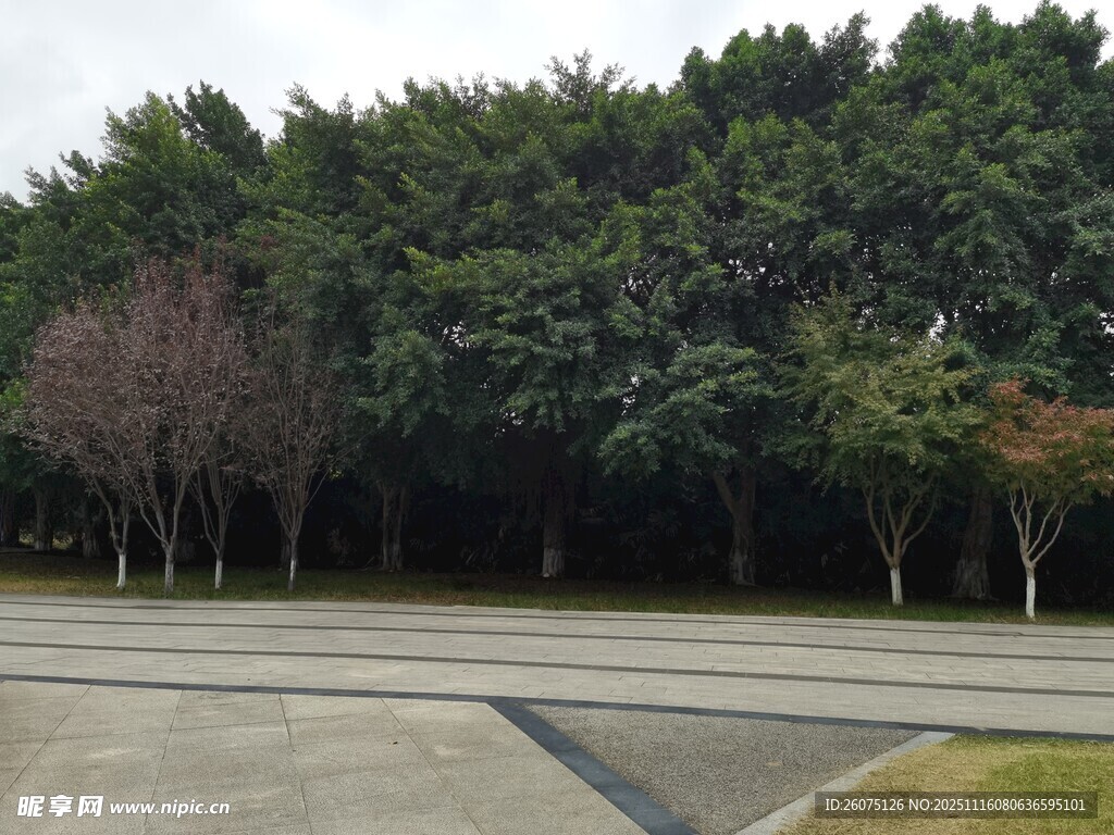 宽阔道路旁的葱郁树林