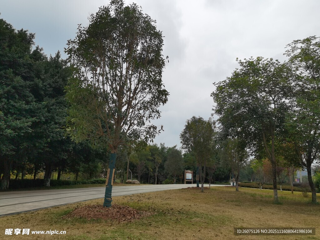 郊外林间小道景色