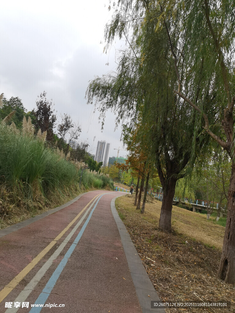 彩色步道旁的绿树风景