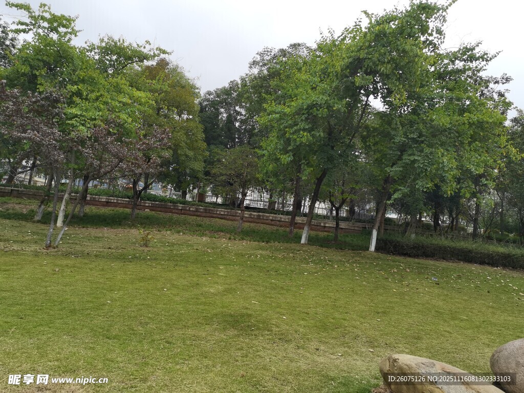 城市中的静谧草坪与绿树